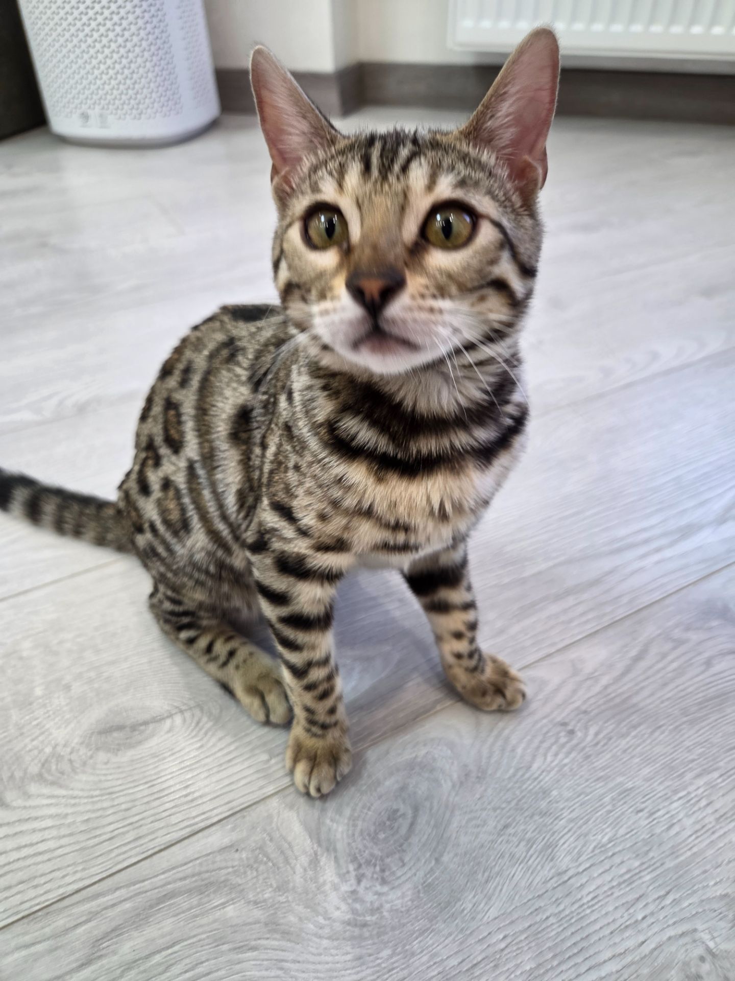 Кошеня бенгал сірий