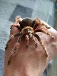 Brachypelma Hamorii