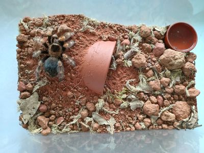 Brachypelma Hamorii
