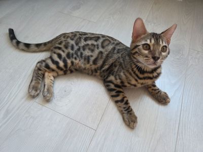 Бенгал хлопчик кошеня