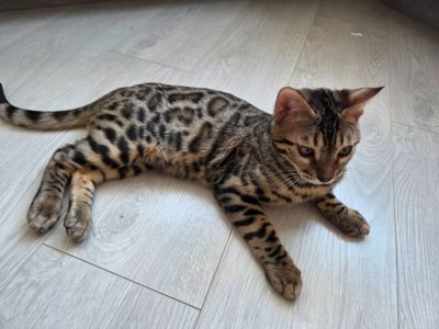 Бенгал хлопчик кошеня