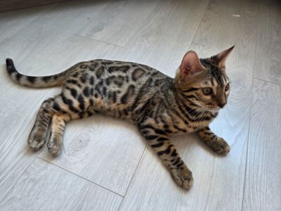 Бенгал хлопчик кошеня