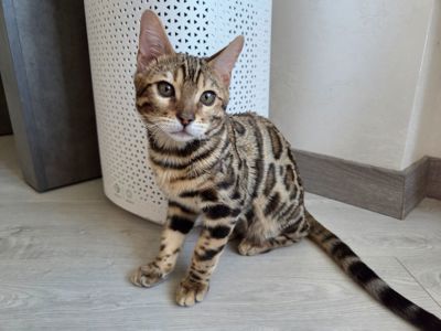 Кошеня бенгальське хлопчик