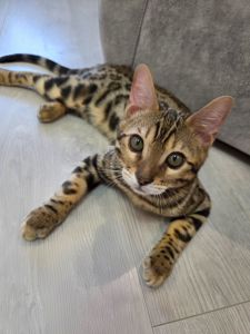 Кошеня бенгальське хлопчик