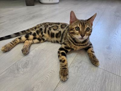 Кошеня бенгальське хлопчик