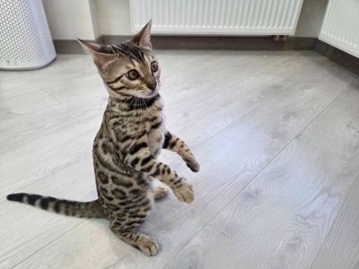 Кошеня бенгал сірий