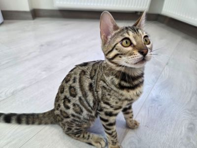 Кошеня бенгал сірий