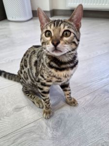Кошеня бенгал сірий