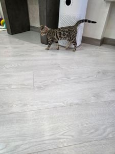 Кошеня бенгал сірий