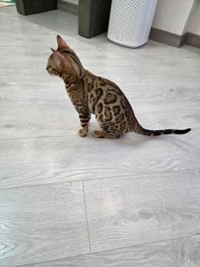 Кошенята бенгал дівчинка