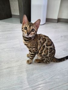 Кошенята бенгал дівчинка