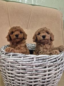 Щенки тойпуделя