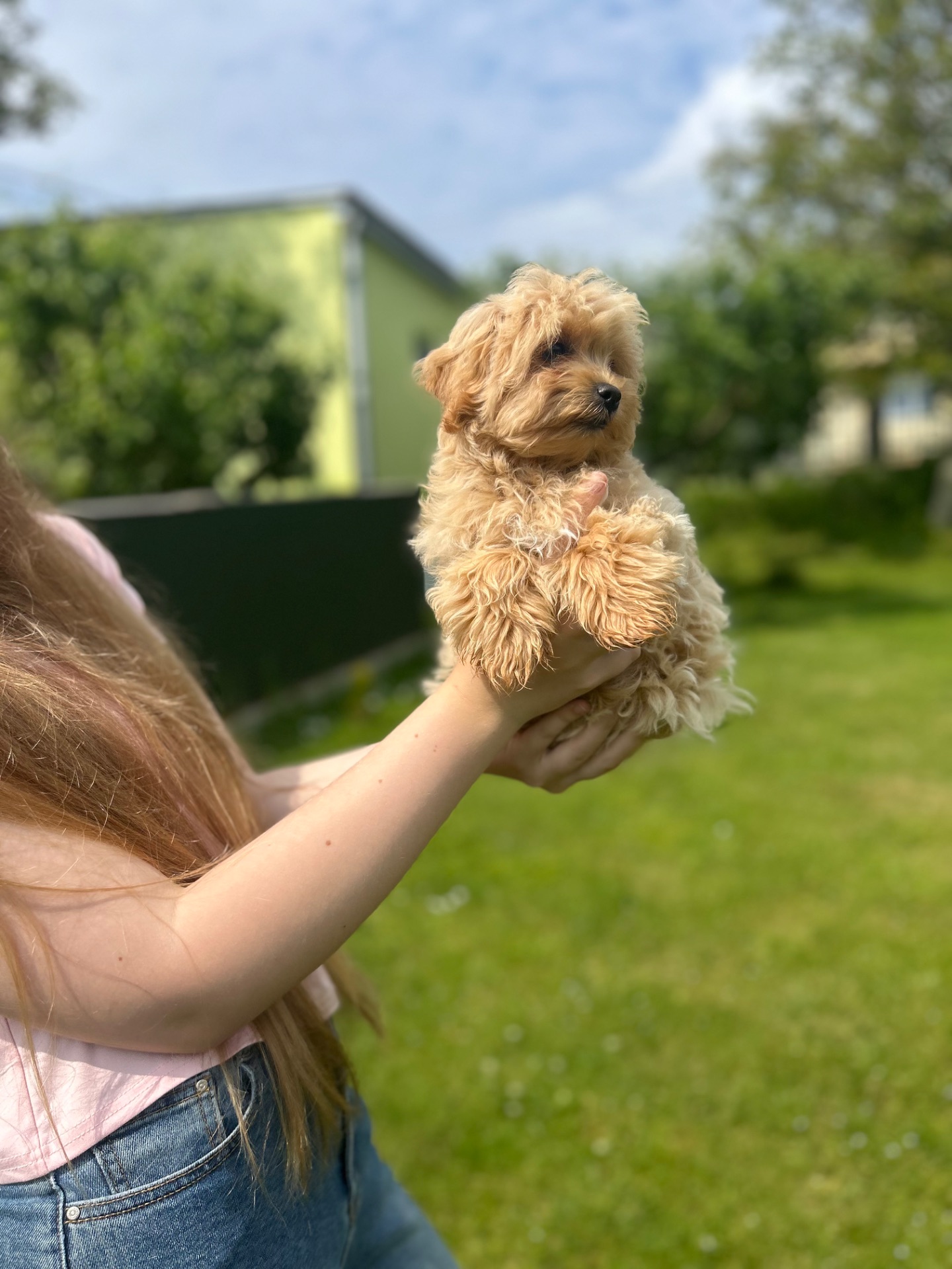 Прекрасна дівчинка мальтипу міні