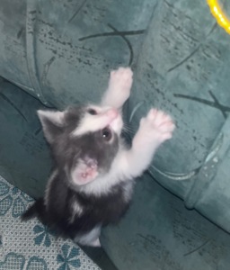 Котенок мальчик бело-серый