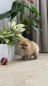 Хлопчик померанський шпіц