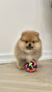 Хлопчик померанський шпіц