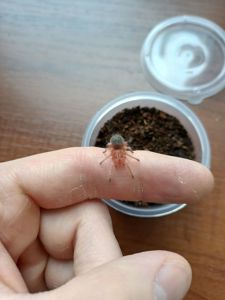 Grammostola Rosea Red
