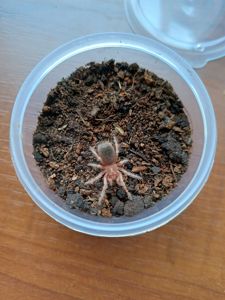 Grammostola Rosea Red
