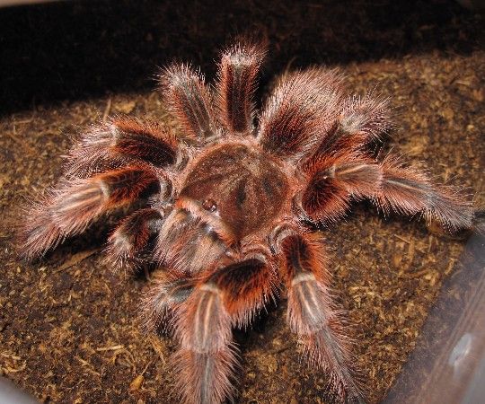 Grammostola Rosea Red