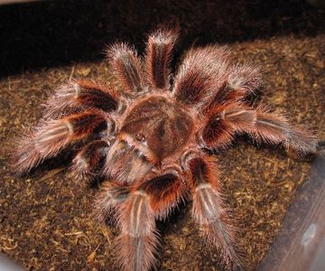 Grammostola Rosea Red