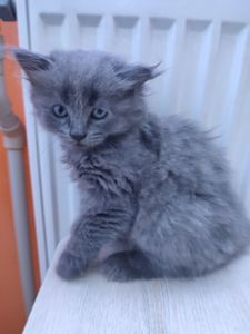 Кошенятка