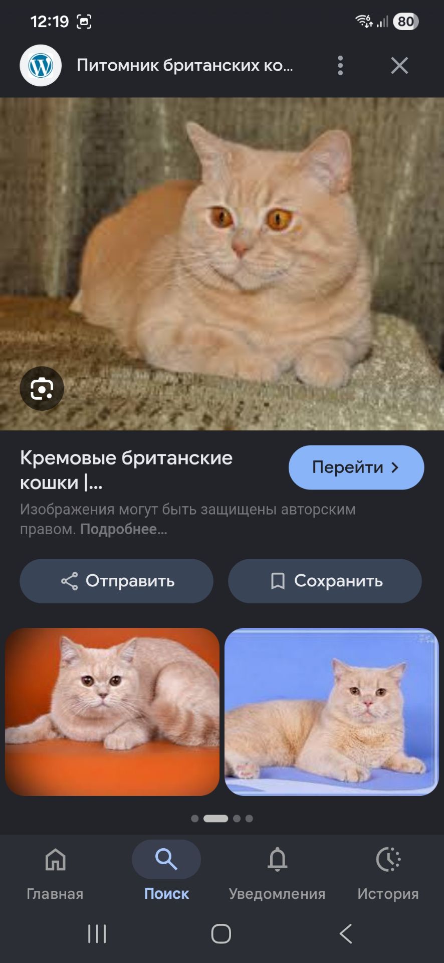ДН 15.04.2026 Метис Британського Кремового