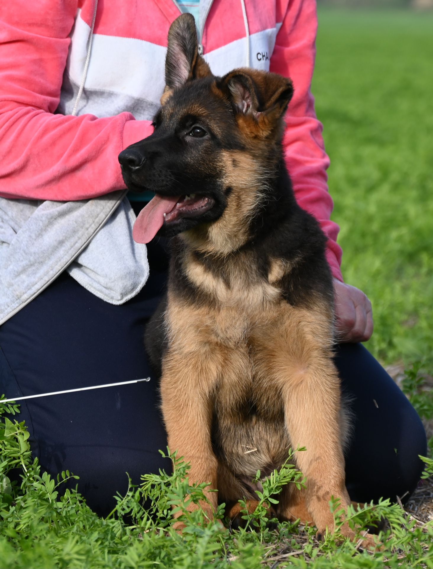 Цуценя німецької вівчарки, хлопчик, 3 місяці