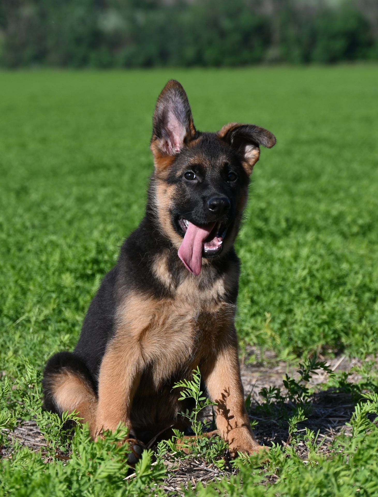 Цуценя німецької вівчарки, хлопчик, 3 місяці