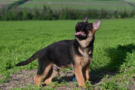 Цуценя німецької вівчарки, хлопчик, 3 місяці
