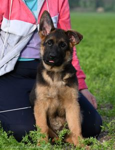 Цуценя німецької вівчарки, хлопчик, 3 місяці