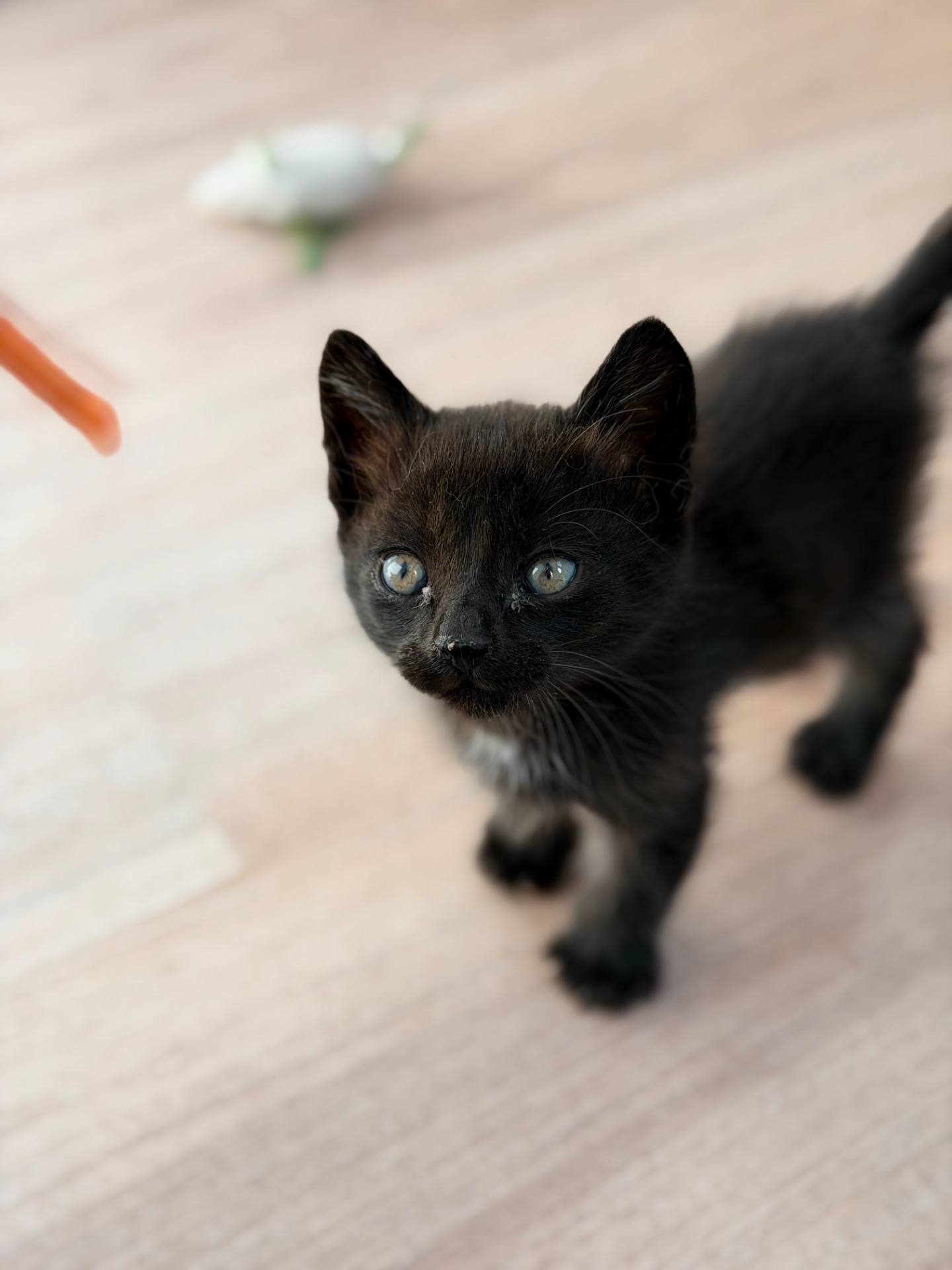 Маленьке кошеня хлопчик 1 місяць