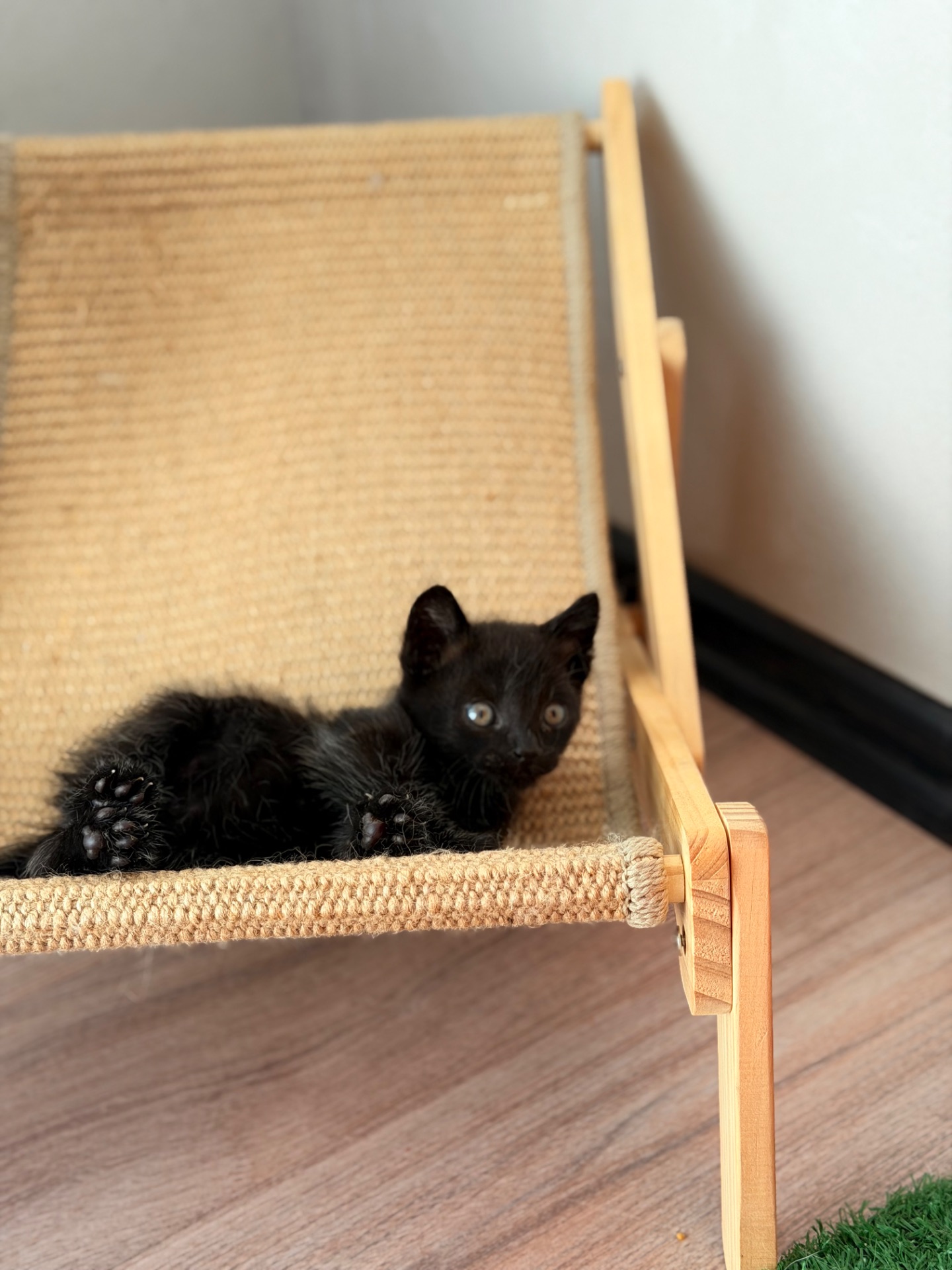 Маленьке кошеня хлопчик 1 місяць