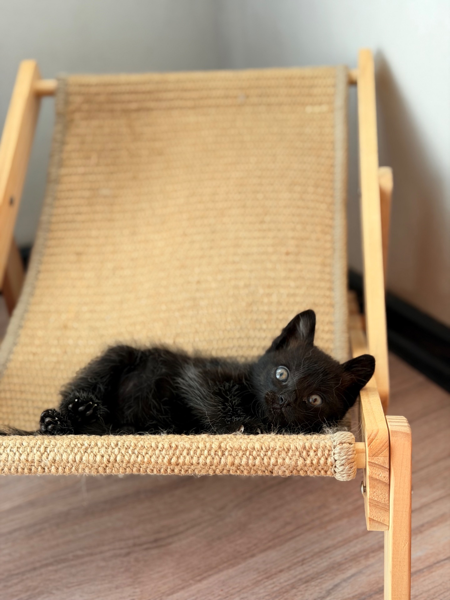 Маленьке кошеня хлопчик 1 місяць