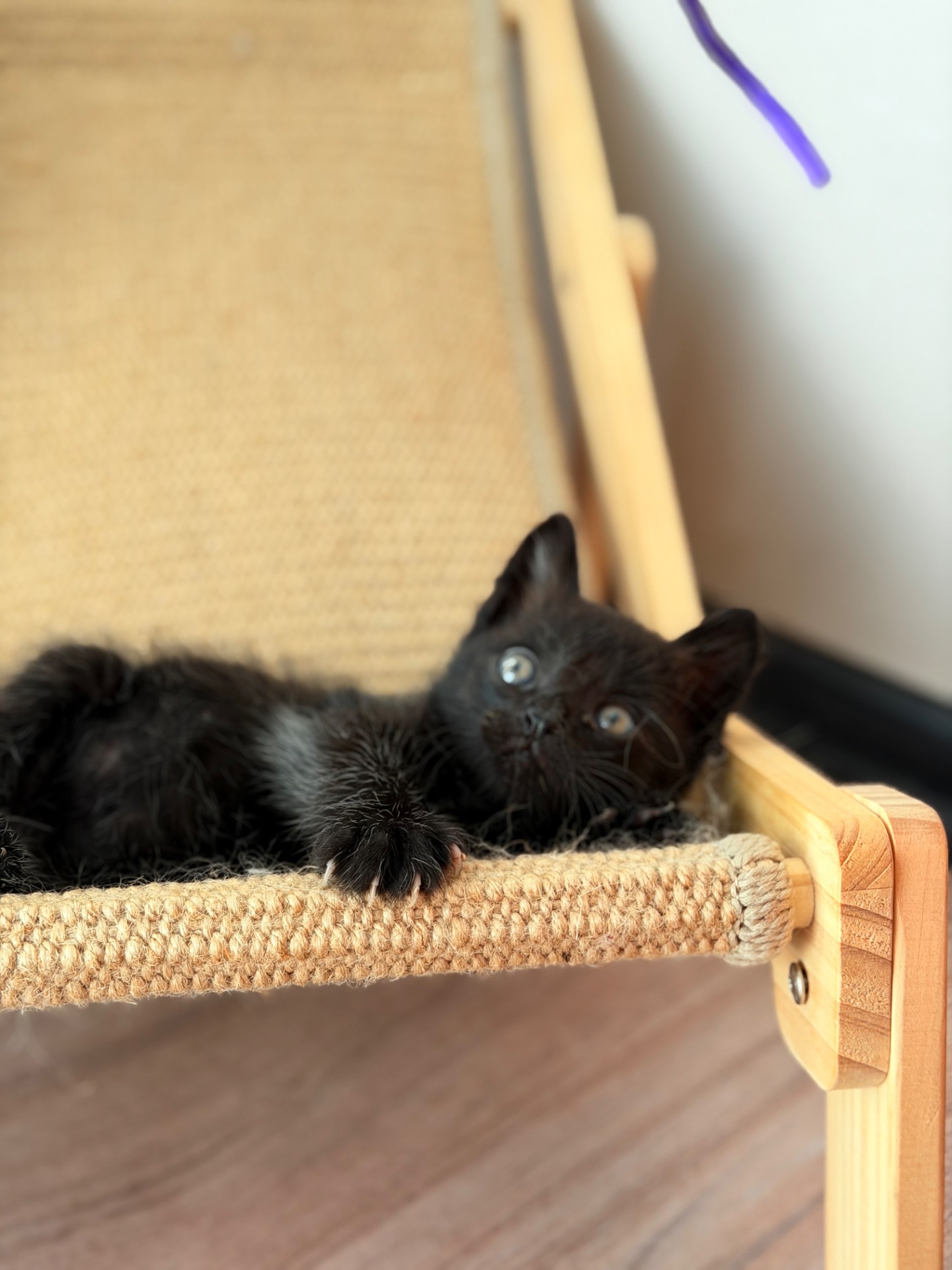 Маленьке кошеня хлопчик 1 місяць