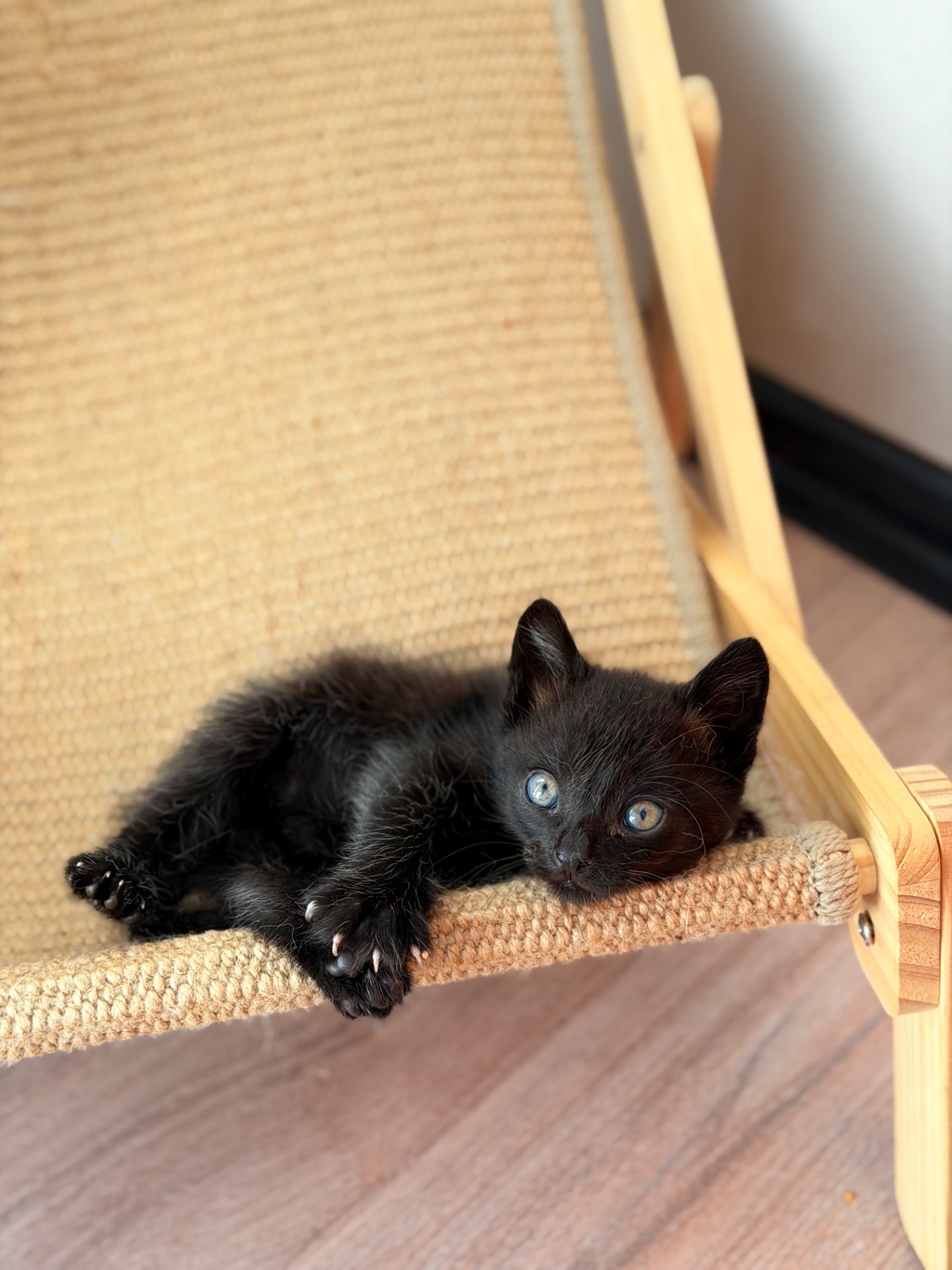 Маленьке кошеня хлопчик 1 місяць