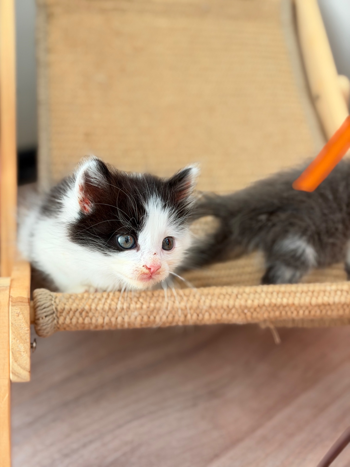 Кошеня 1 місяць дівчинка