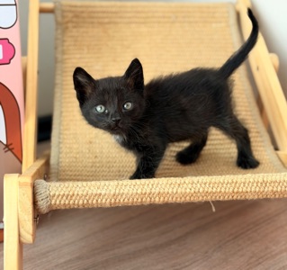 Маленьке кошеня хлопчик 1 місяць
