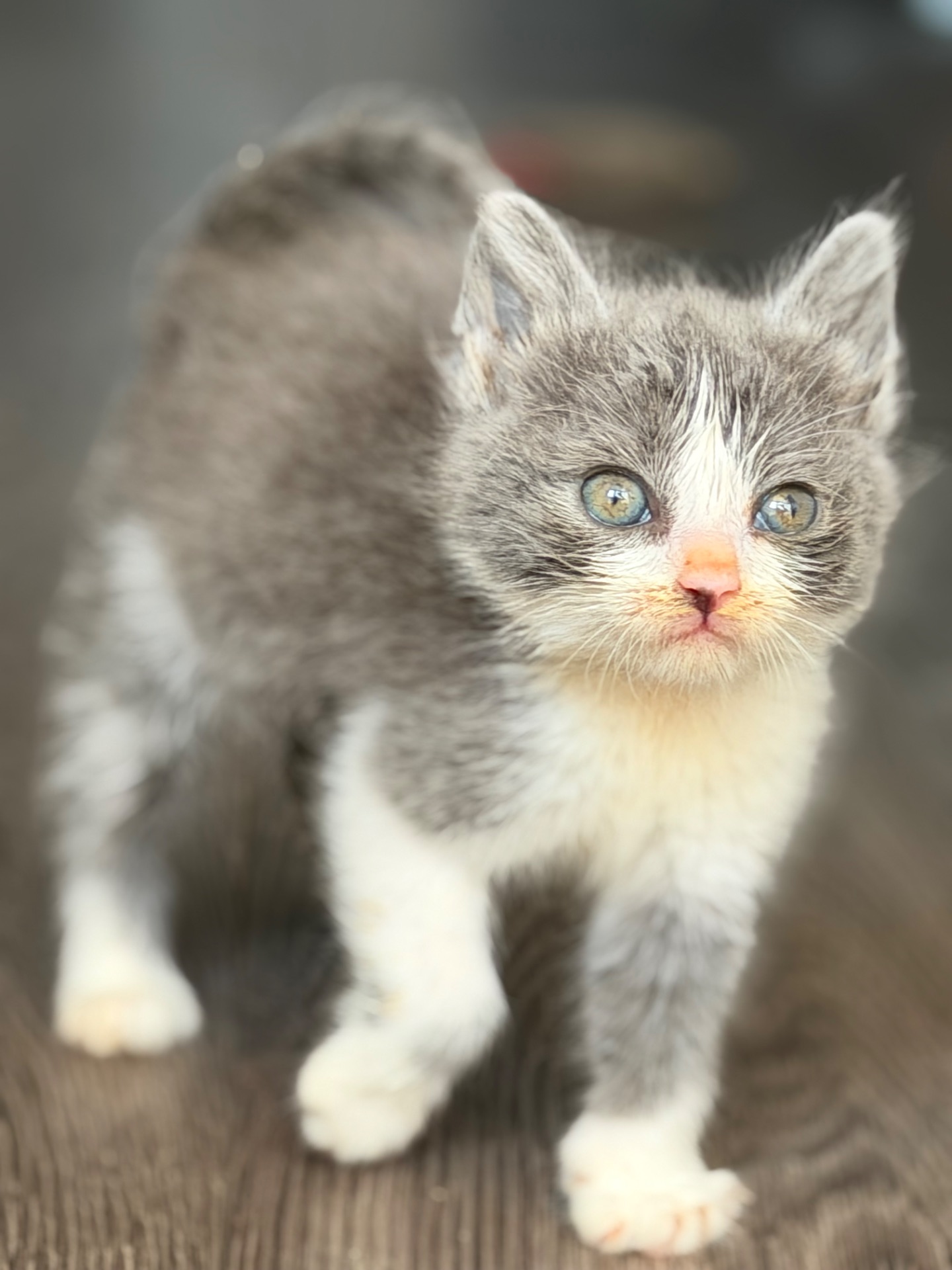 Красиве кошеня сіре
