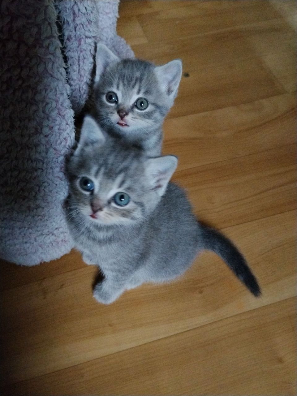 Шотландские котята