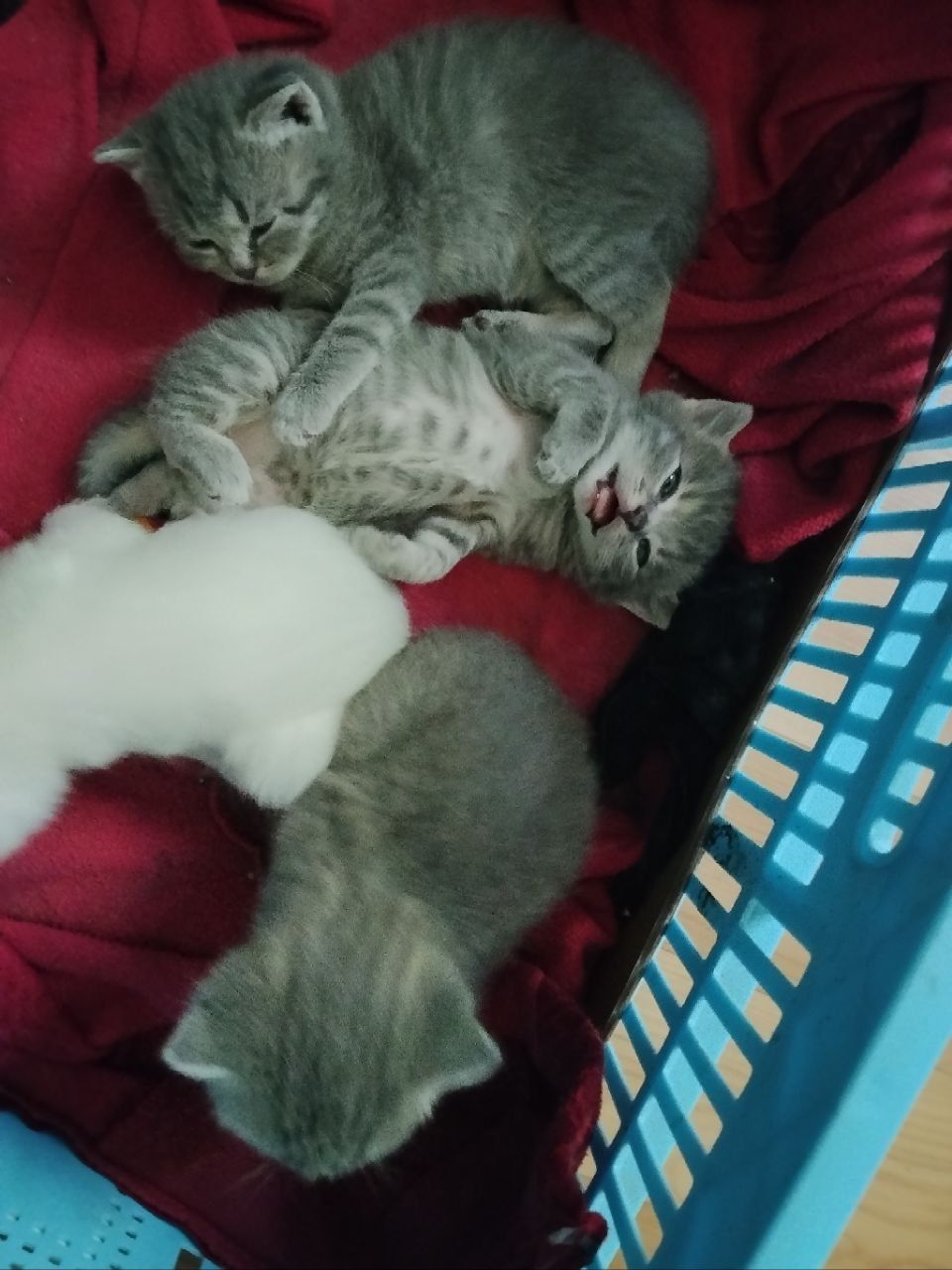 Шотландские котята