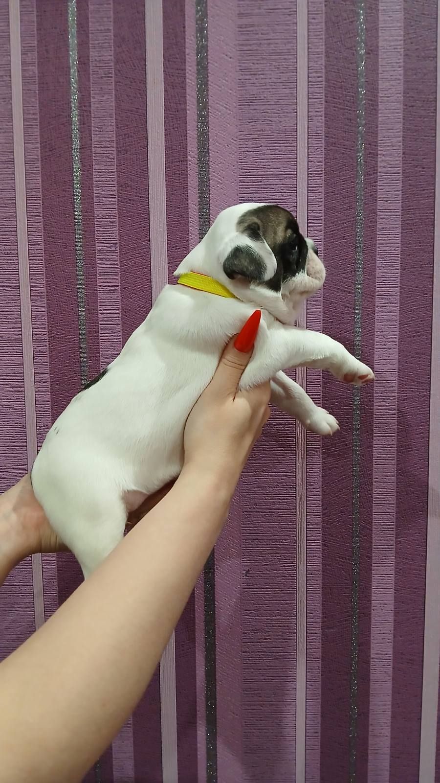 Цуценята французького бульдога