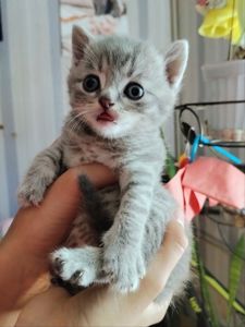 Шотландские котята