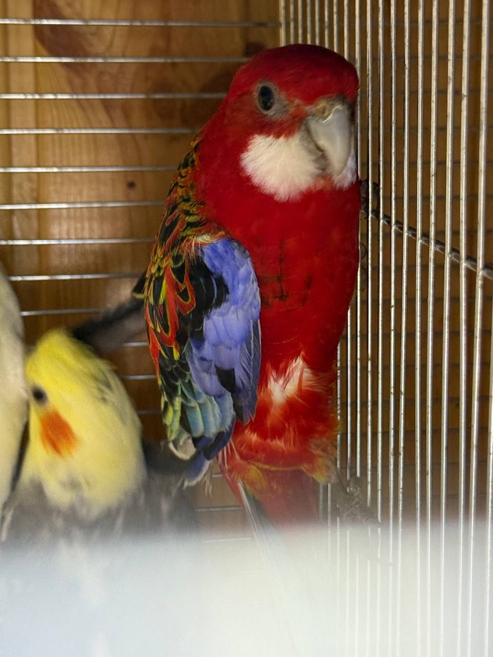 Розелла яркие умные попугайчики