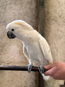 Какаду Альба птенец выкормыш