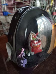 Продам двух попугаев корелла прирученных