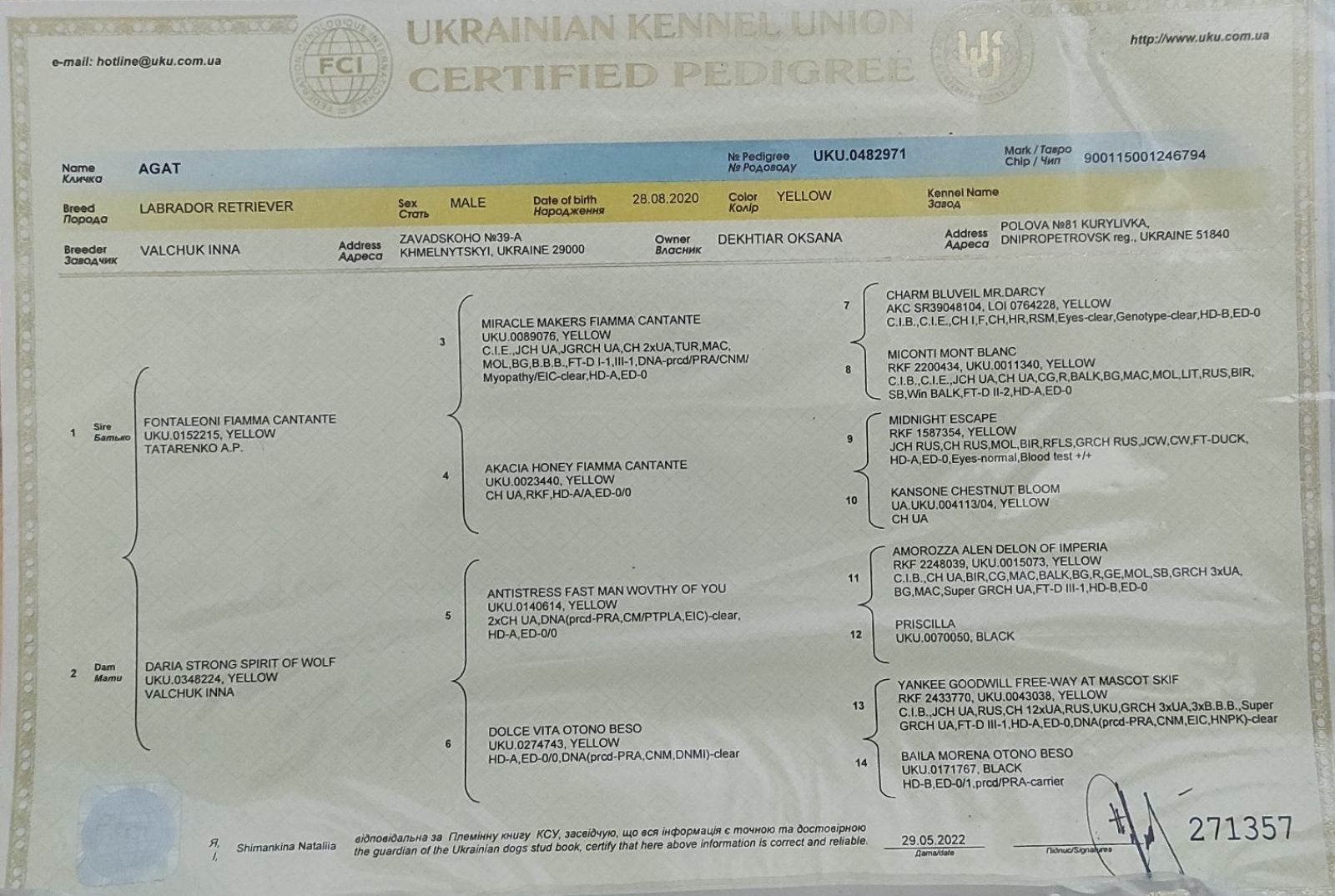 Цуценята Лабрадора ретривера