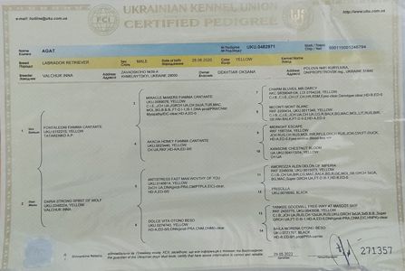 Цуценята Лабрадора ретривера