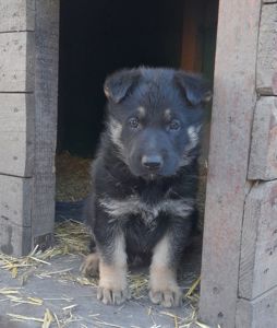 Продам щенков немецкой овчарки