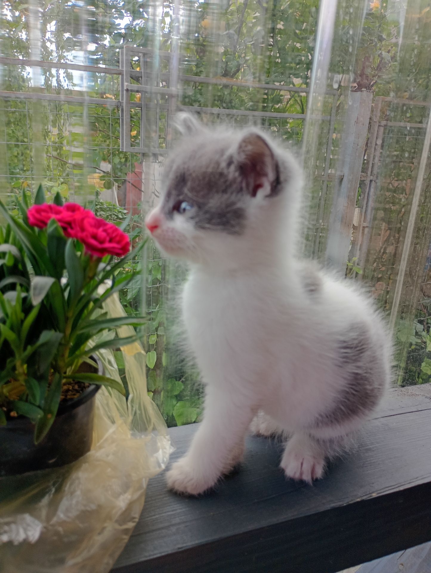 Кошенята 1,5 міс