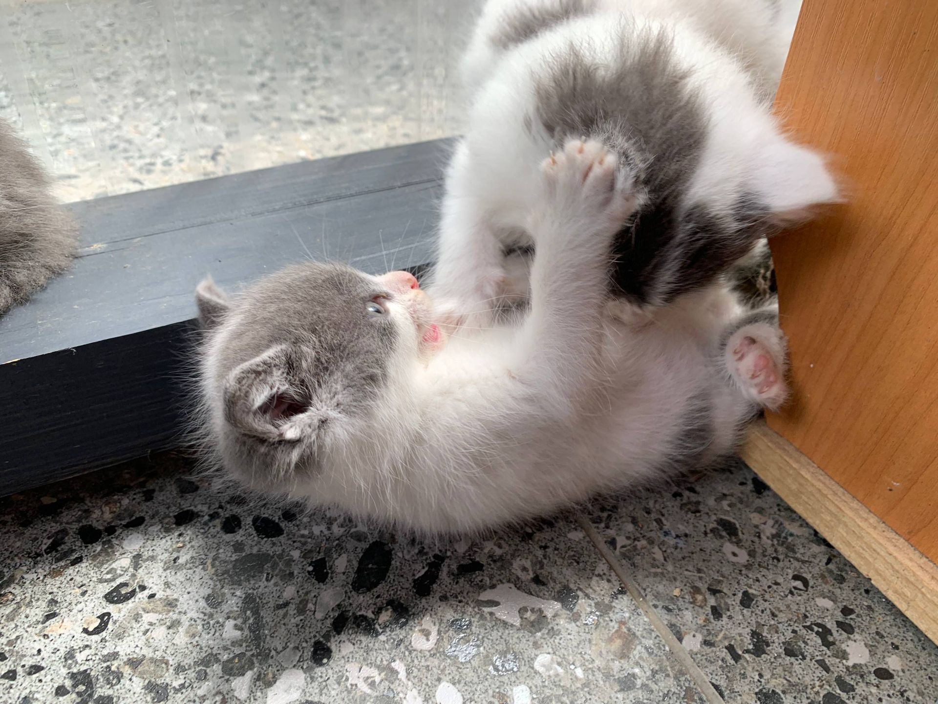 Кошенята 1,5 міс